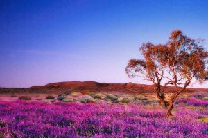 Flinders Ranges - wildflowers carpeting the ground below the mountains - Outback Australia Flinders Ranges