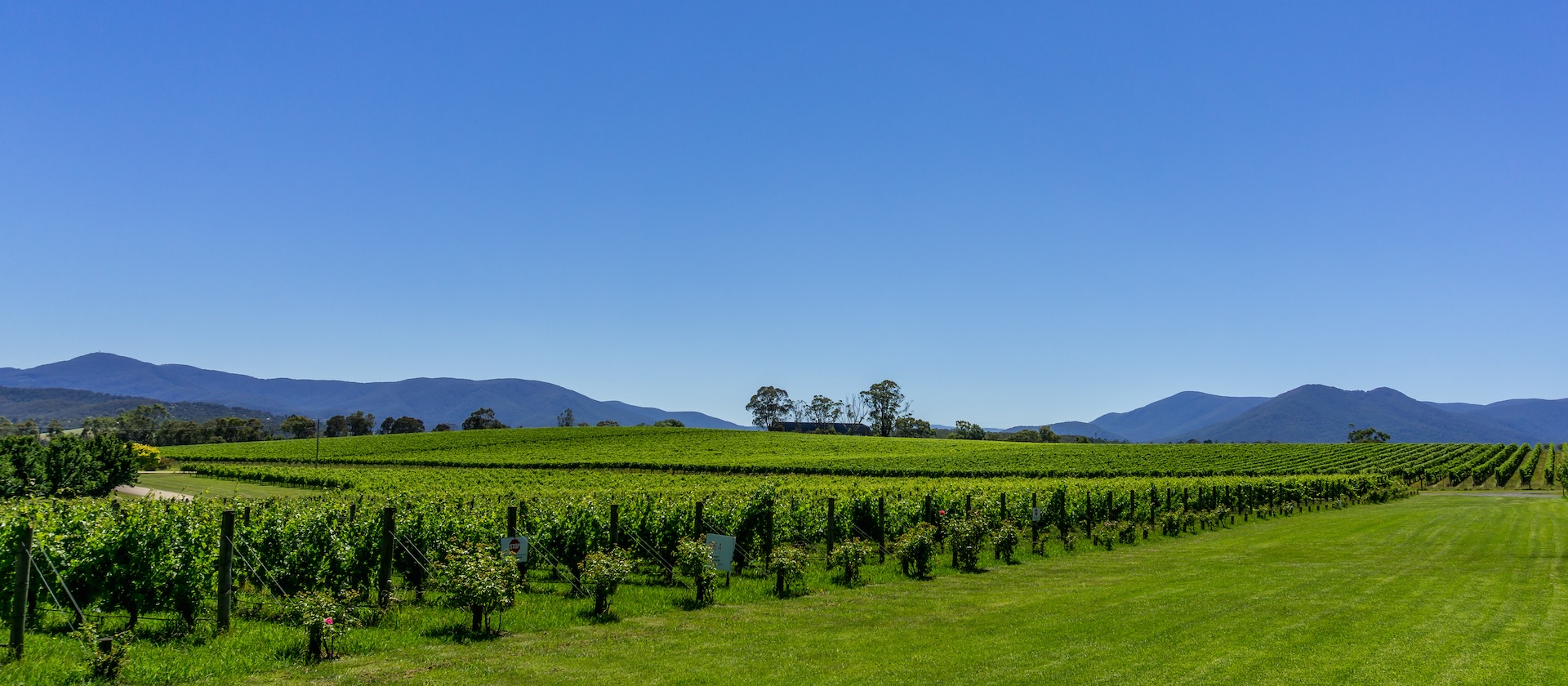 Aust Open Tennis & Yarra Valley