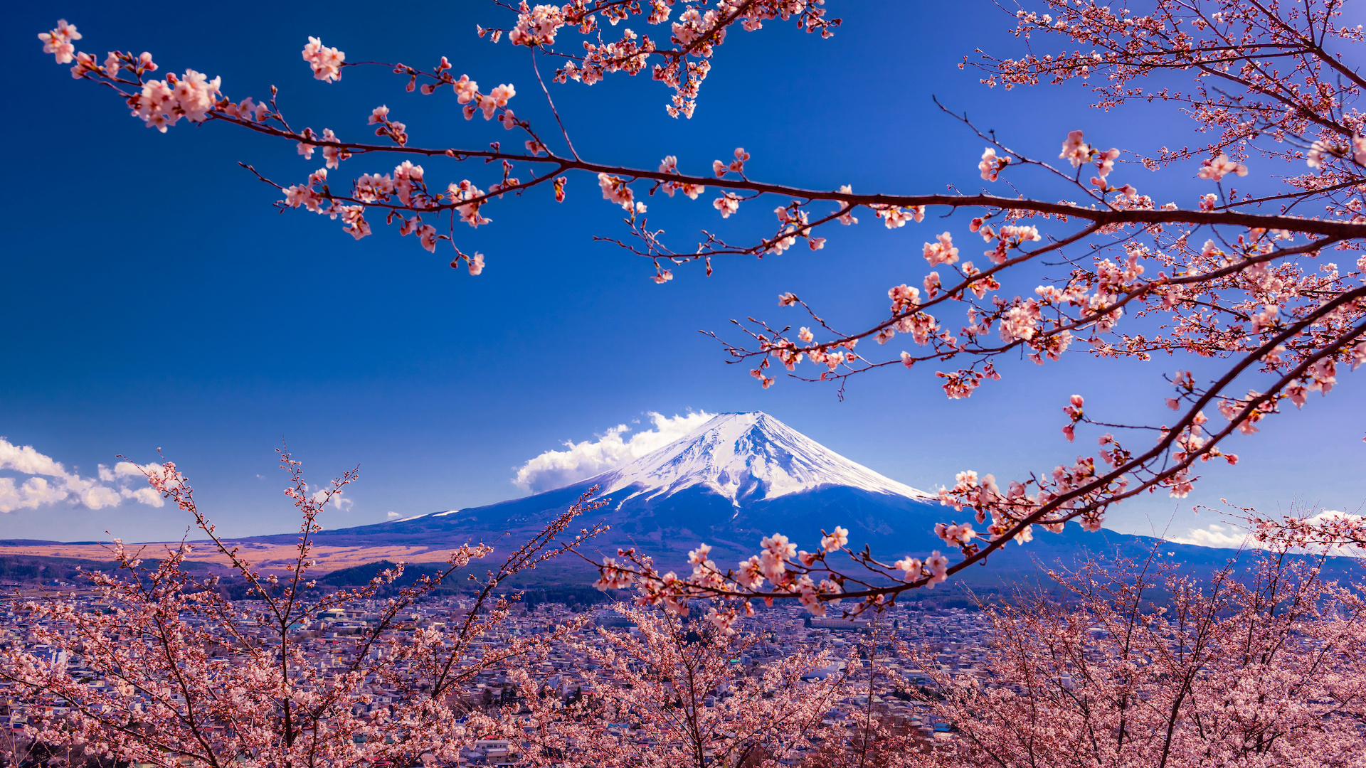 Essence of Japan - Tours | Bill Peach Journeys