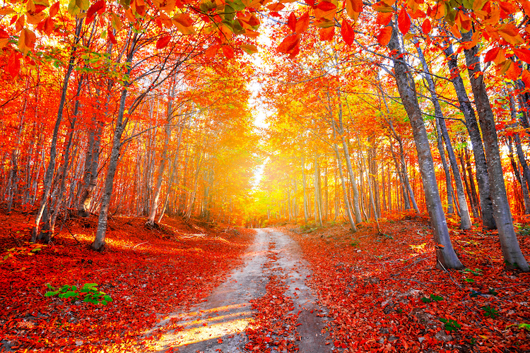 Colorful trees and autumn landscape in forest. autumn colors in the ...