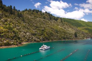 Marlborough - cruise exploring the seafood and sounds - Luxury short breaks New Zealand