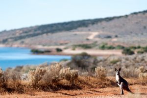 Whyalla - kangaroo at Fitzgerald Bay - luxury short breaks South Australia