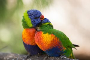Port Lincoln - Rainbow lorikeets at the Glen-Forest Tourist Park - luxury short breaks South Australia