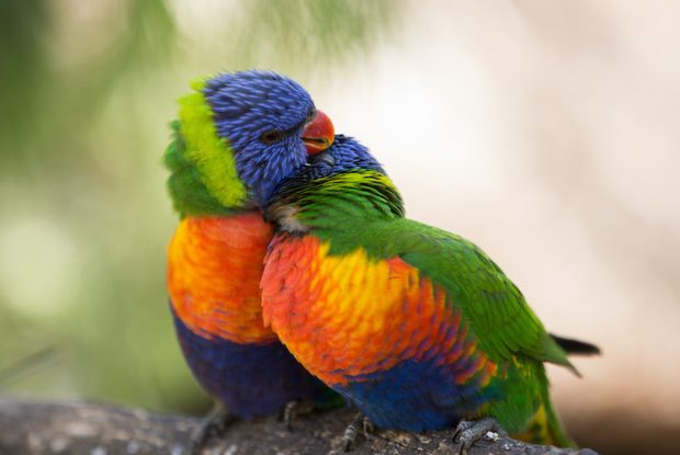 Rainbow Lorikeets, Glen Forest Tourist Park 121100 - Bill Peach Journeys