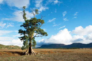 Flinders Ranges – The Cazneaux Tree near Wilpena Pound in the Flinders Ranges – Luxury short breaks in Outback Australia