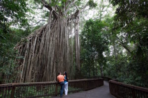 Tropical North Queensland - couple looking at the Cathedral Fig Tree - Luxury Short Break