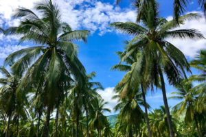 Far North Queensland - Coconut Plantation at Thala Beach Nature Reserve - Luxury Short Break