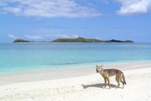 Fraser Island - wild dingo on the white sand beach - Luxury short breaks Queensland