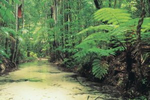 Fraser Island - Wanggoolba Creek and fern forest - Luxury short breaks Queensland