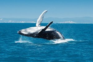 Fraser Island - Humpback whale tours - Luxury short breaks Australia