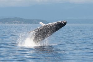 Snapper Island - Humpback whale breaching - Luxury solo tours