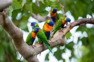 Tropical North Queensland - Rainbow lorikeets - Luxury solo tours