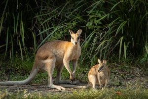 Thala Beach - kangaroos in the round - Luxury short breaks Australia