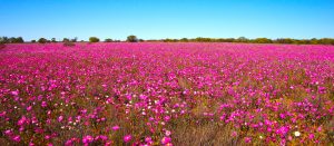 Western Australia - fields of pink wildflowers - Luxury short breaks Australia